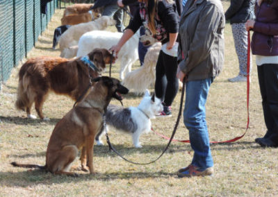 Education canine Annecy