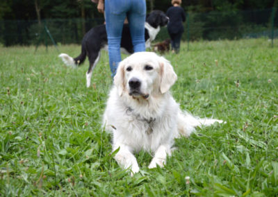 Education canine Annecy