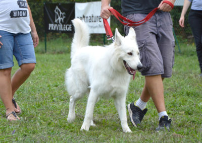 Education canine Annecy