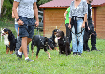 Education canine Annecy