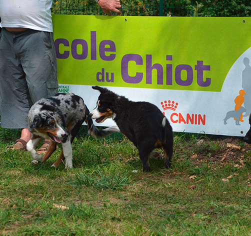 Ecole-du-chiot-Annecy-1