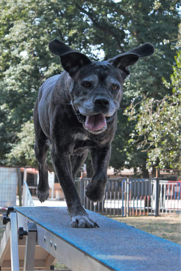 Agility Annecy