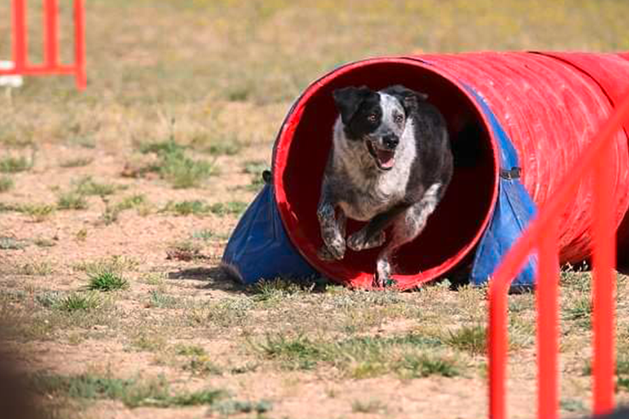 Agility Annecy