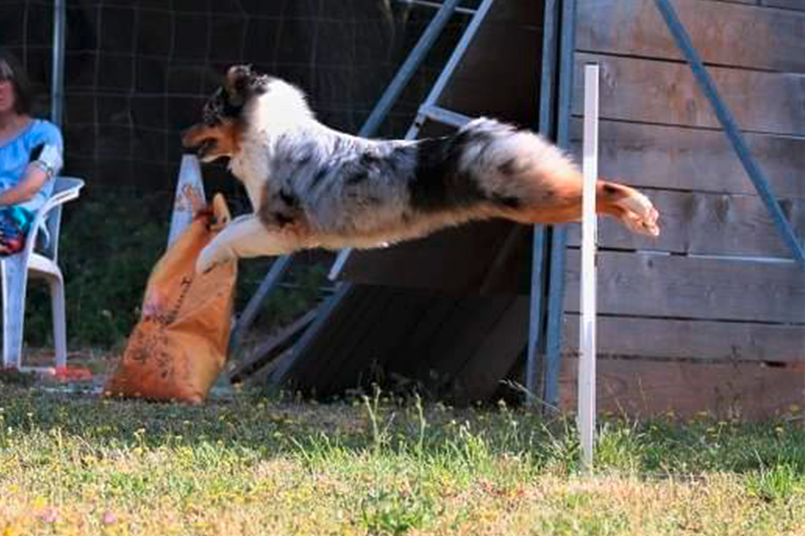 Agility Annecy