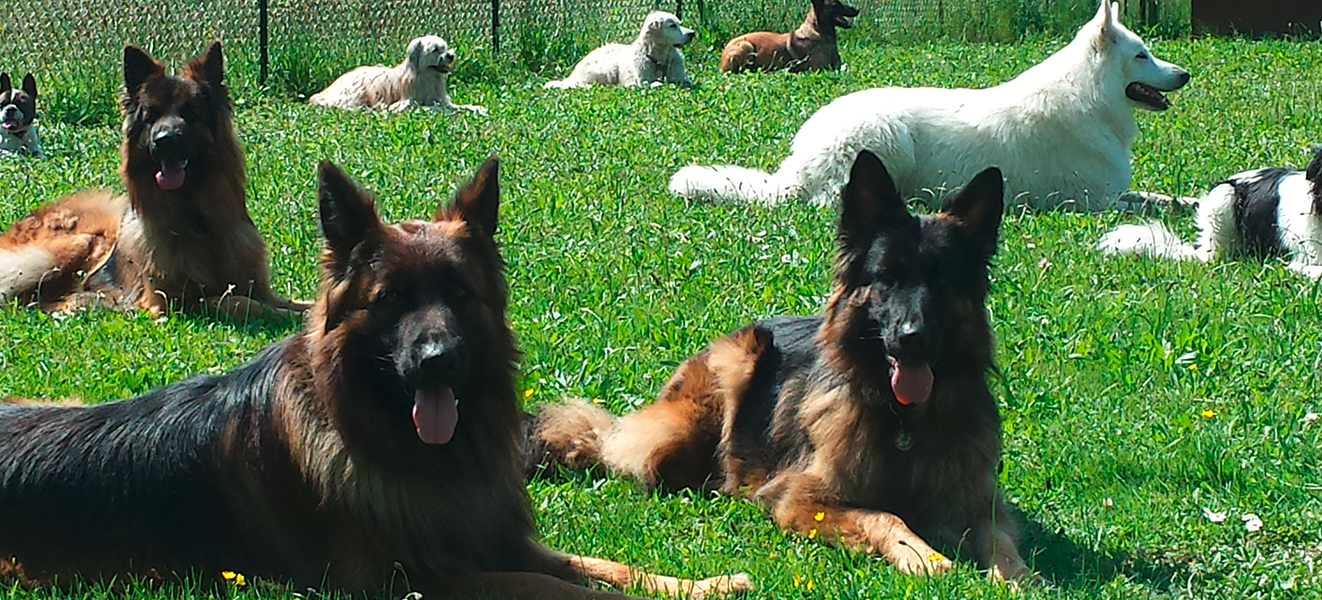 Education-Canine-Annecy-6 Education canine Annecy