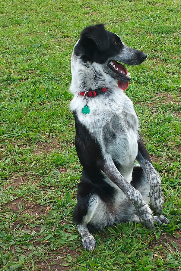 Cecra-74 Education canine Annecy