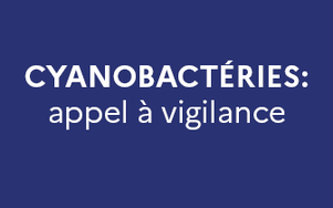 Attention : Protégez vos animaux des cyanobactéries