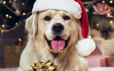 Samedi 19 décembre, c’est la fête