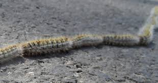 Attention aux chenilles processionnaires
